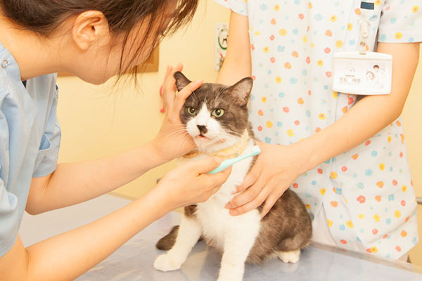 ネコの診療