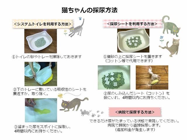 尿検査を受けてみませんか？  もみの木動物病院